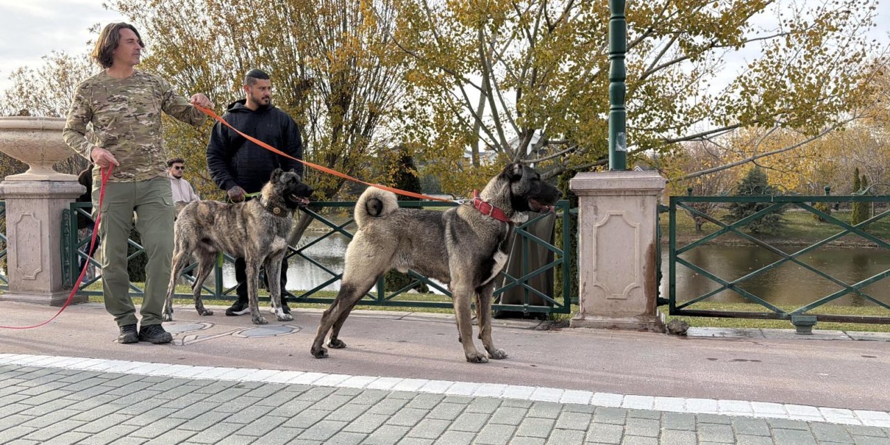 Türk çoban köpeklerini dünyaya tanıtıyor