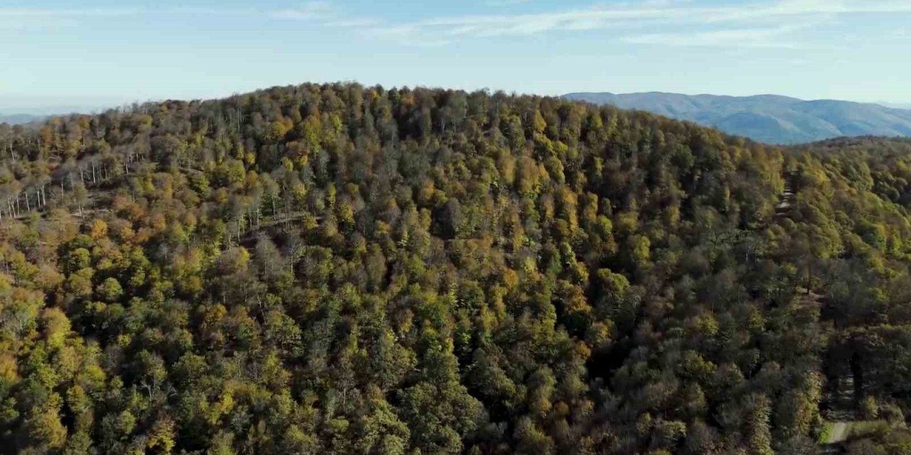 Sonbahar renklerine bürünen ormanlar görüntülendi