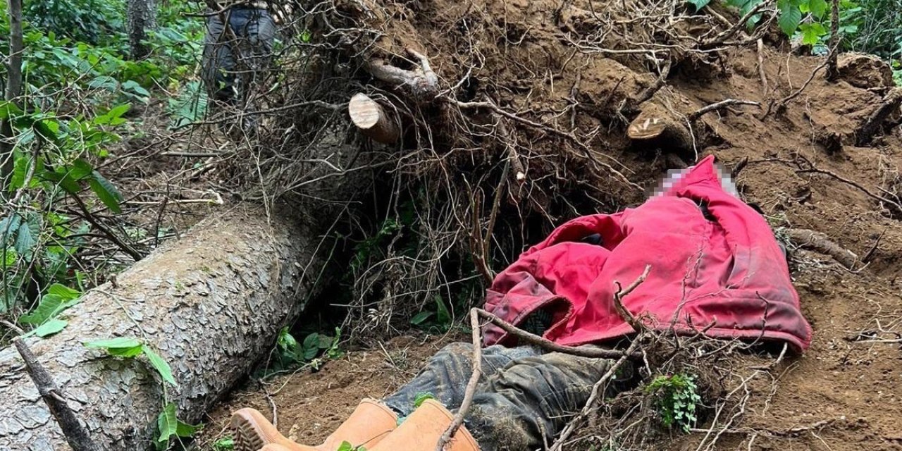 Kestiği ağacın altında kalarak öldü