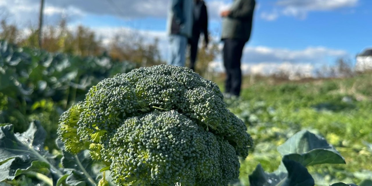 Tarlada 10, pazarda 70 lira!