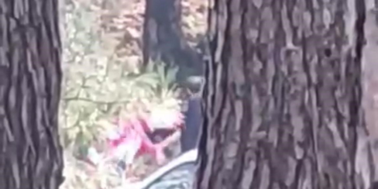 Ormanda darbedilen kadın çığlık çığlığa yardım istedi