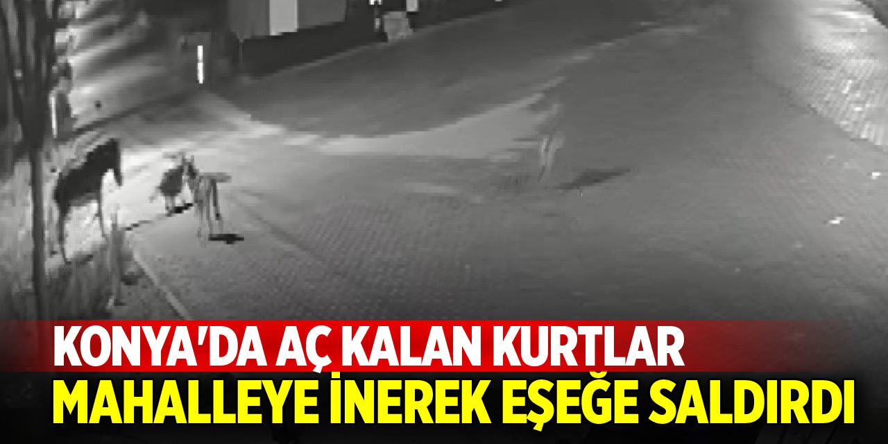 Konya'da aç kalan kurtlar mahalleye inerek eşeğe saldırdı