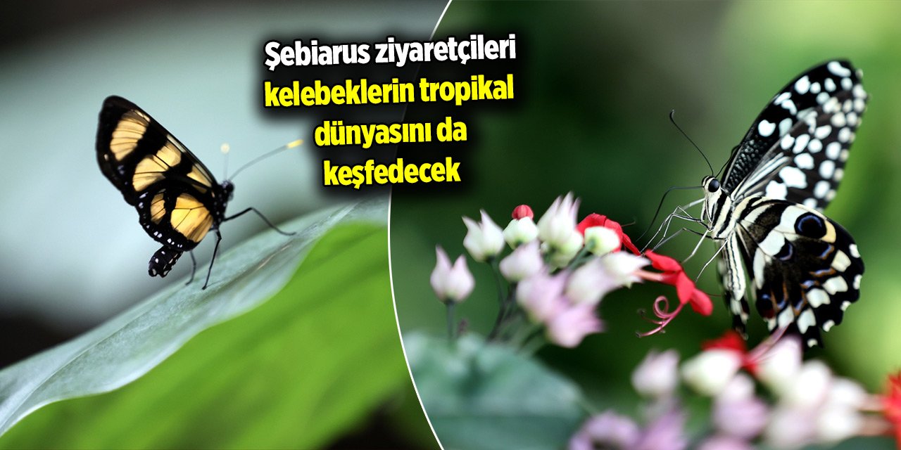 Konya'ya gelen Şebiarus ziyaretçileri kelebeklerin tropikal dünyasını da keşfedecek