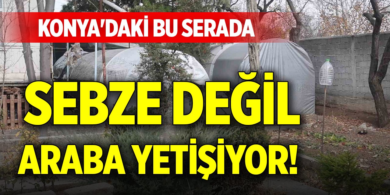 Konya'daki bu serada sebze değil araba yetişiyor!