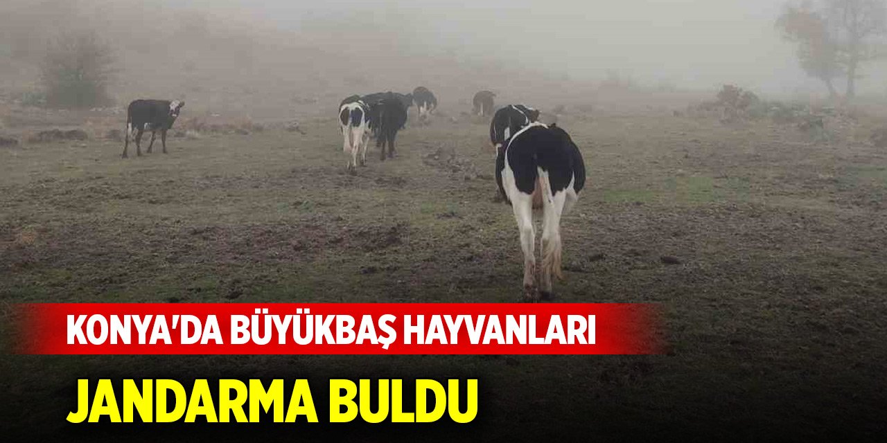 Konya'da kaybolan büyükbaş hayvanları jandarma buldu
