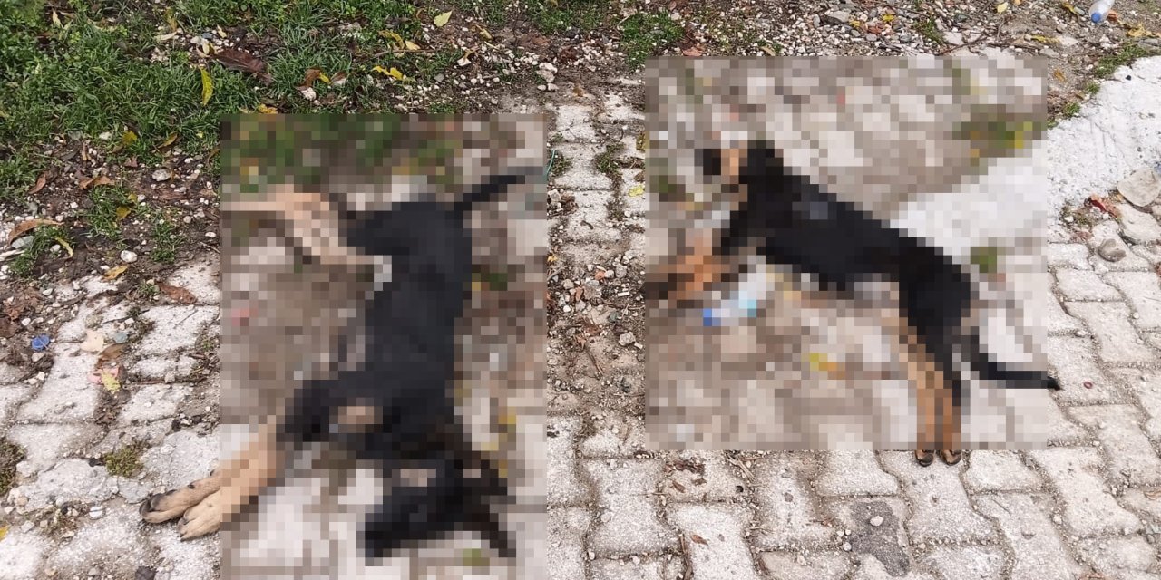 'Sahipsiz köpekler zehirlenerek öldürüldü' iddiası