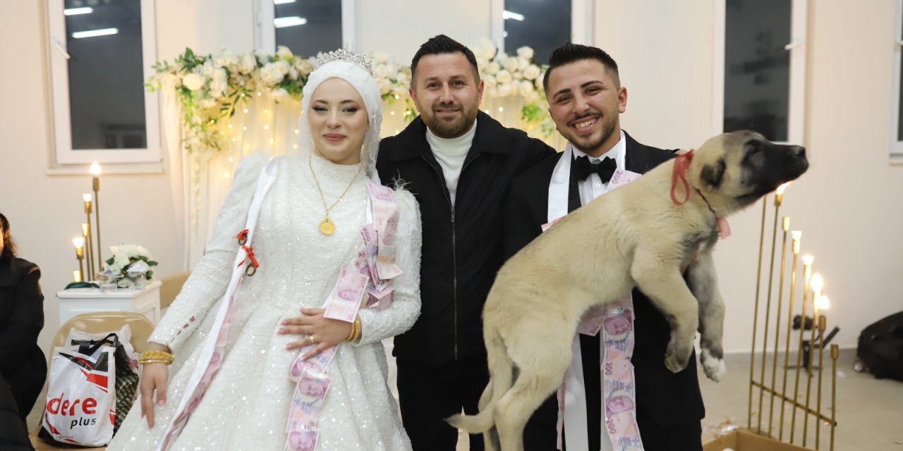 Düğünde gelin ve damada takı yerine çoban köpeği verildi