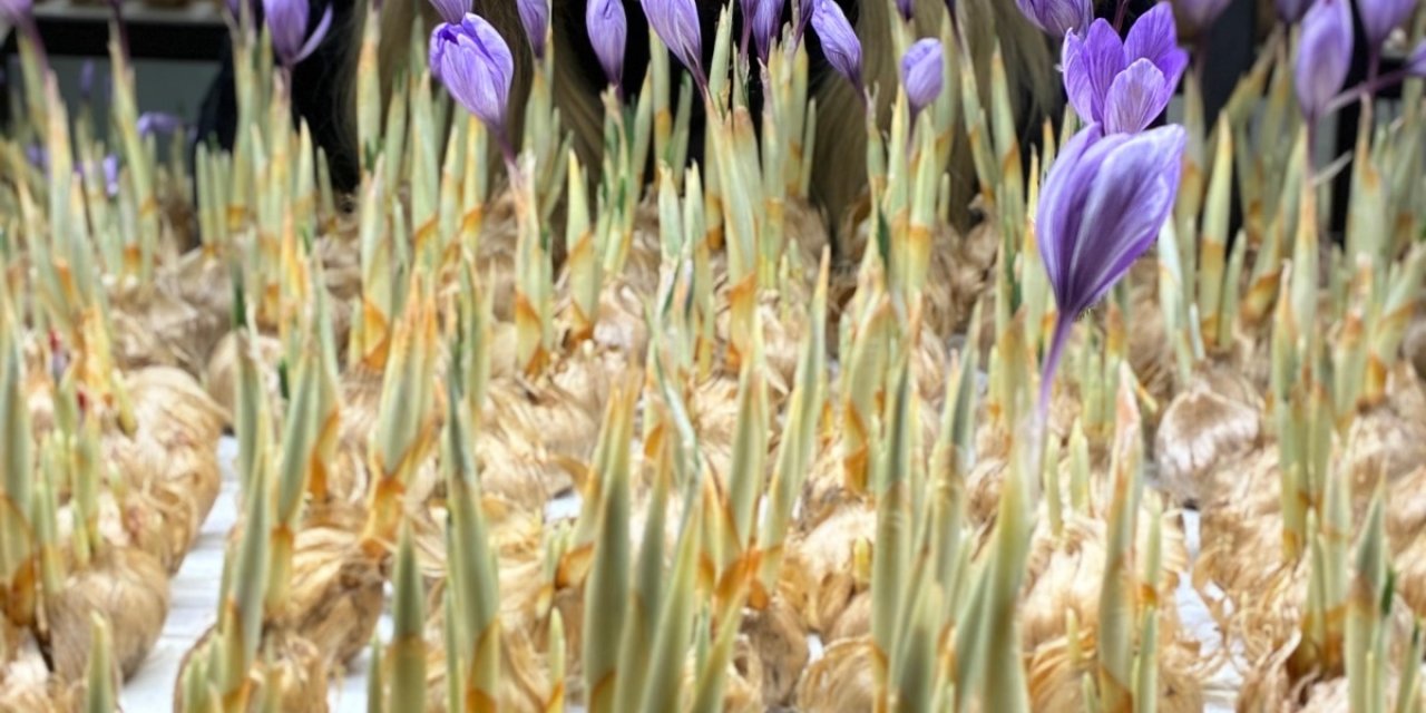 Gramı 700 liradan satılıyor