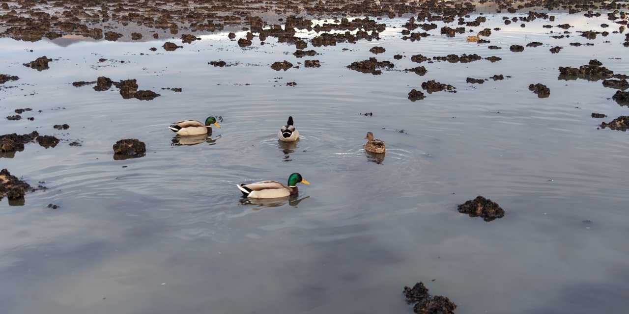 Göl, yağışlarla yeniden 'hayat' buldu