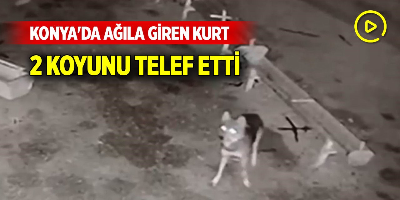 Konya'da ağıla giren kurt, 2 koyunu telef etti