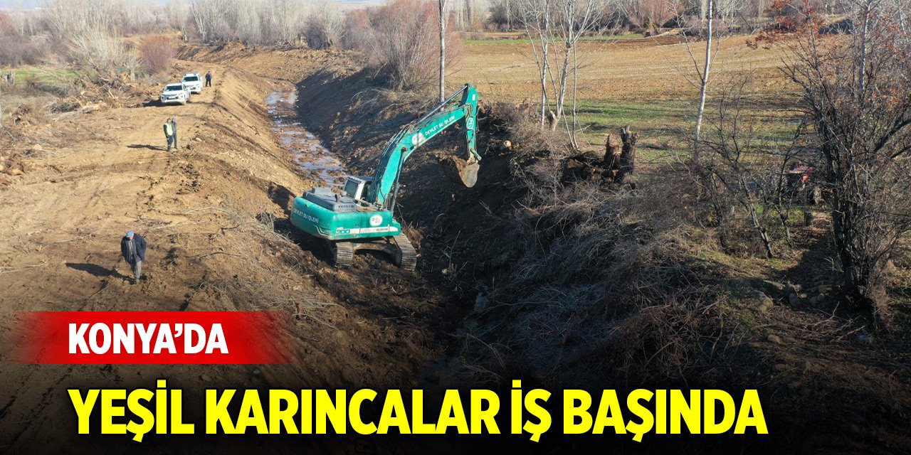 Konya'da yeşil karıncalar iş başında