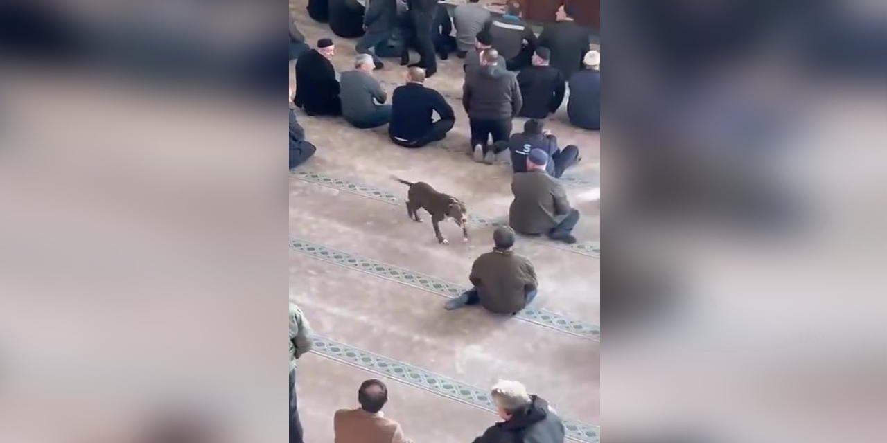 Camide başıboş gezen pitbullun sahibine adli ve idari işlem uygulandı