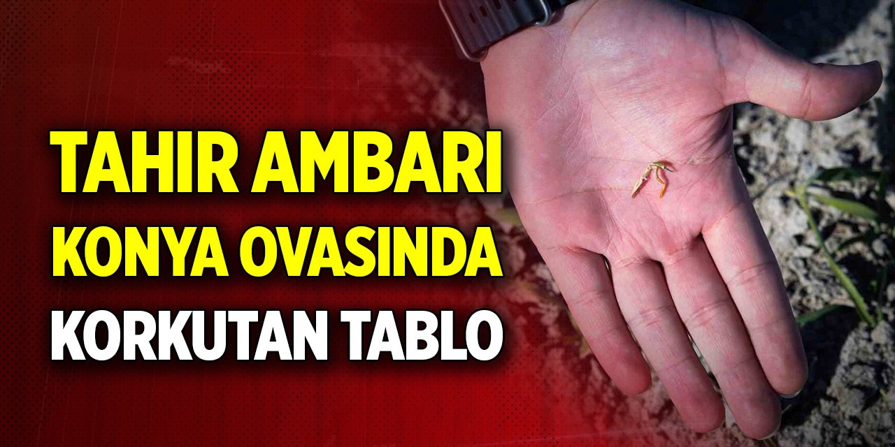 Tahır ambarı Konya Ovasında korkutan tablo