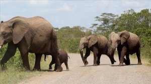 Zimbabwe sells elephants to China despite protests