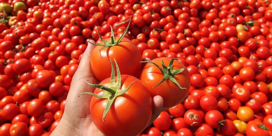 Rusya'ya domates ihracatı 2019'da yüzde 186 arttı