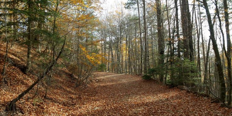 Turquie : Les monts 'Kaz Daglari', ornés de couleurs d'automne