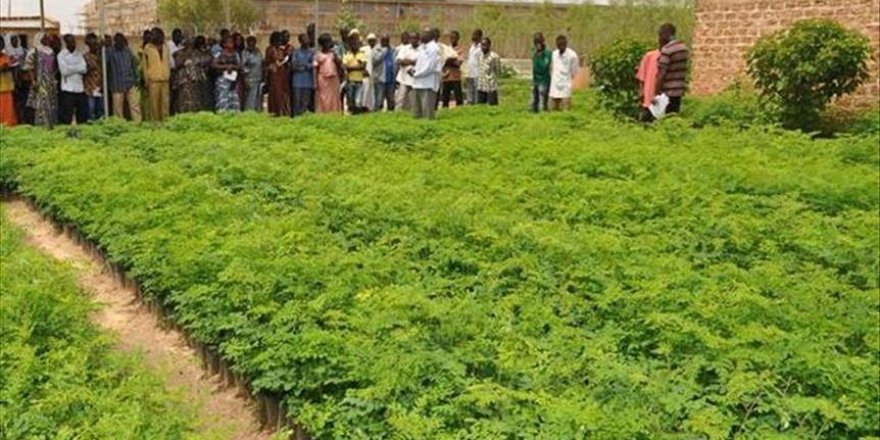 Guinée équatoriale : L’agriculture a besoin d’un financement d’urgence