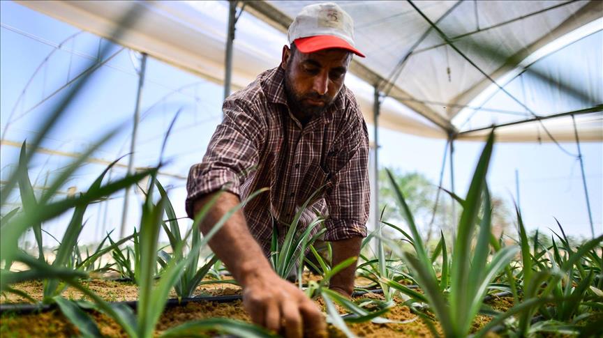 Malgré la pénurie d’eau, Gaza récolte ses premiers ananas