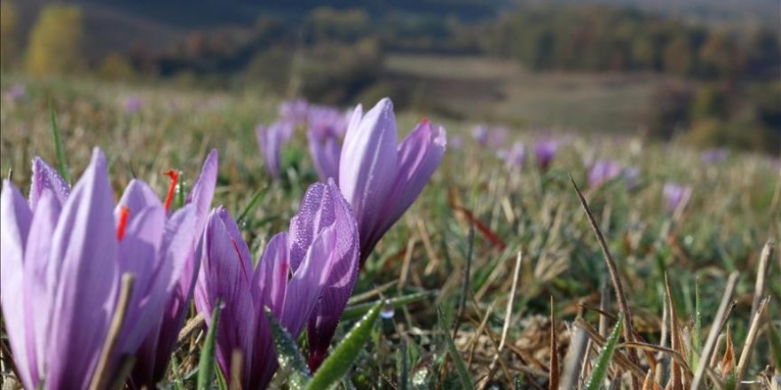 Santé: Magnifique, la fleur de safran, produite au Kosovo depuis l'ère ottomane