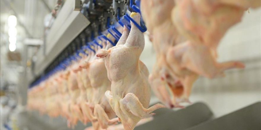 Le poulet "Halal" brésilien se porte bien