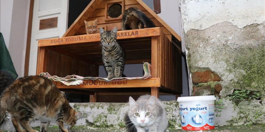 Feline moving day: Cat village to open in NW Turkey