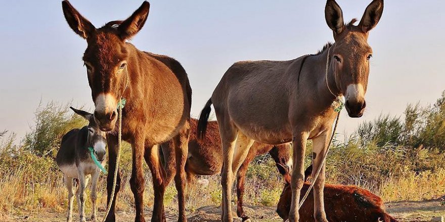 La Chine relance le marché des ânes au Nigeria