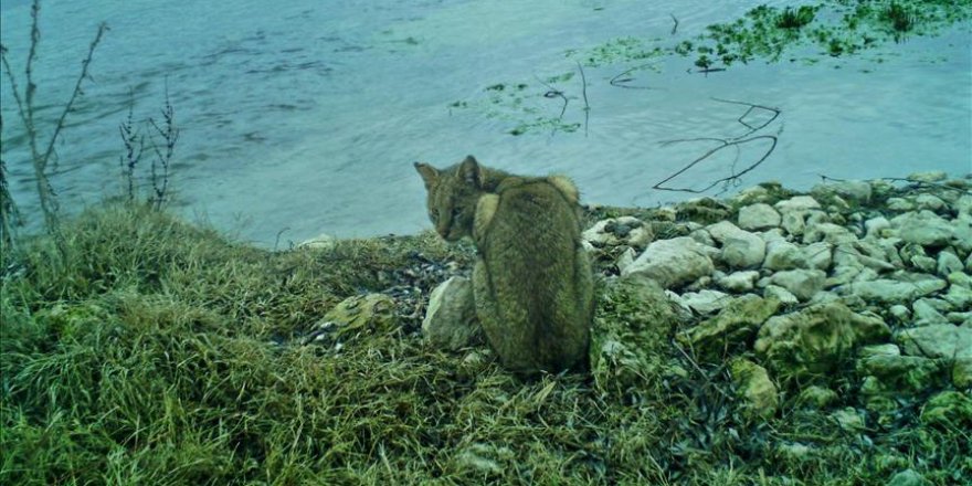 Rare jungle cat spotted in central Turkey