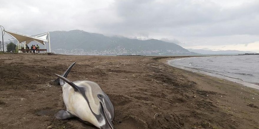 Brésil: Une épidémie frappe le dauphin gris