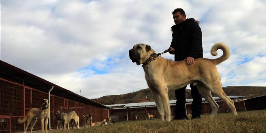 In dog-eat-dog world, Turkish breeds come on top