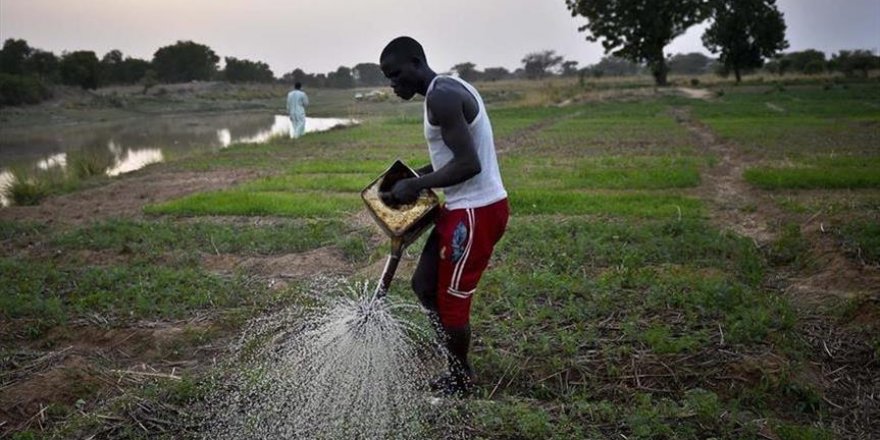 Côte d’Ivoire : Le karité, nouvelle richesse agricole