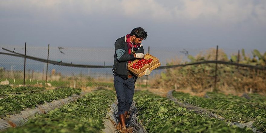 Israel spraying herbicides on Gaza farmlands: official
