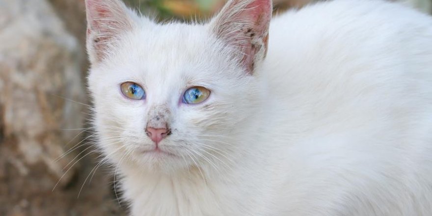 Turquie: Ce Chat de Van, aux yeux à deux couleurs, attire tous les regards