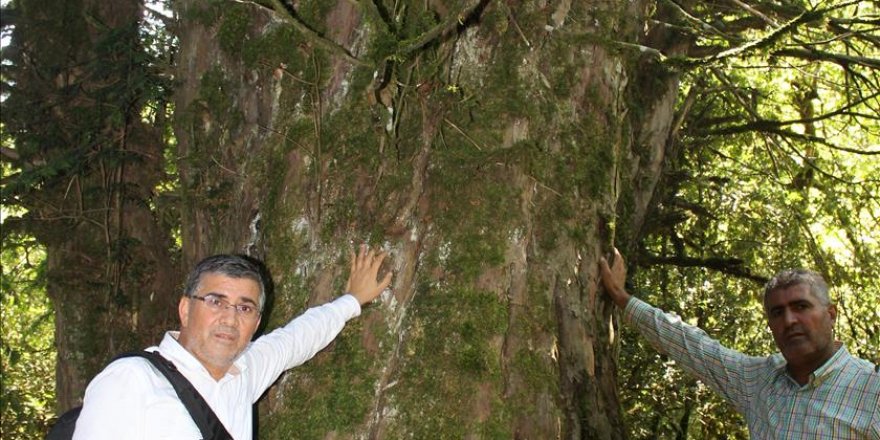 Turquie: Un arbre vieux de 2800 ans découvert dans le sud