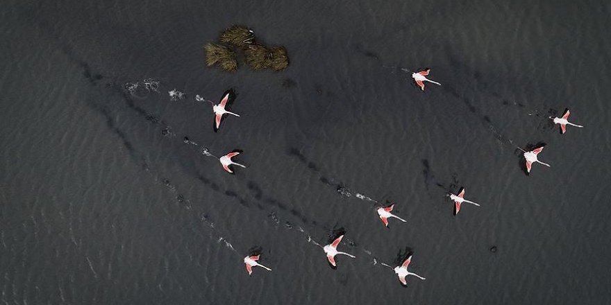 Turquie: Un nombre record de flamants roses attendus sur la Lagune de Hersek