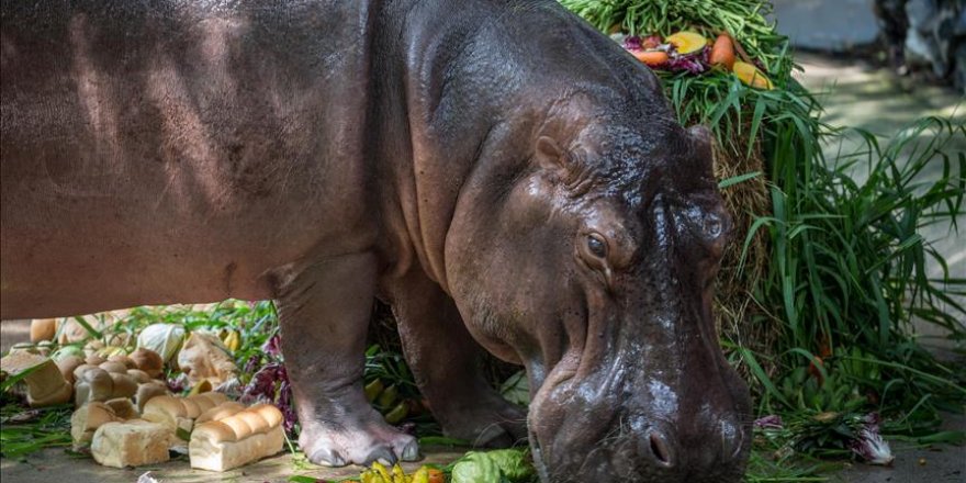 Burundi : Au moins 20 personnes tuées par des hippopotames en une année