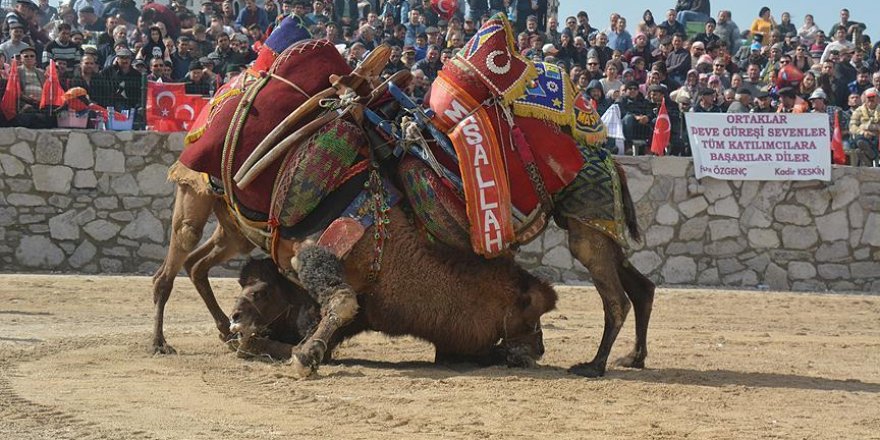 Turkey preparing to get camel wrestling on UNESCO list