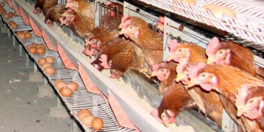 Turkey's poultry production narrows in November