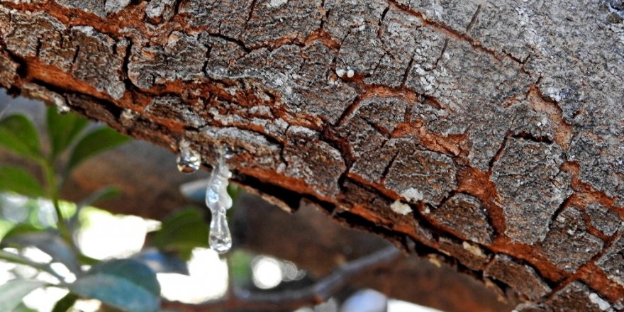 Çeşme’deki toplantıdan sakız ağaçlarının artırılması kararı çıktı