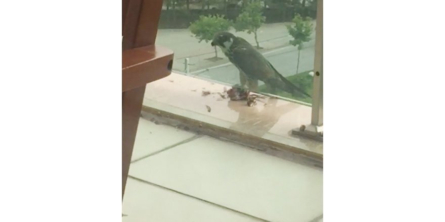 Bir binanın balkonunda yırtıcı kuş, güvercini yedi