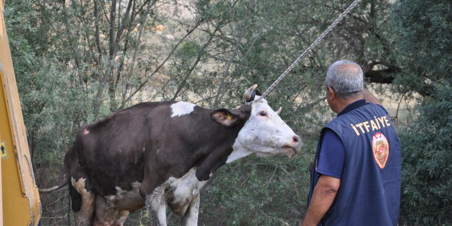 Konya'da sulama kanalına düşen inek güçlükle kurtarıldı