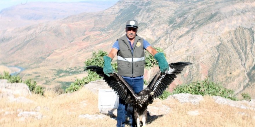 Yaralı kaya kartalı tedavi edilerek doğaya salındı