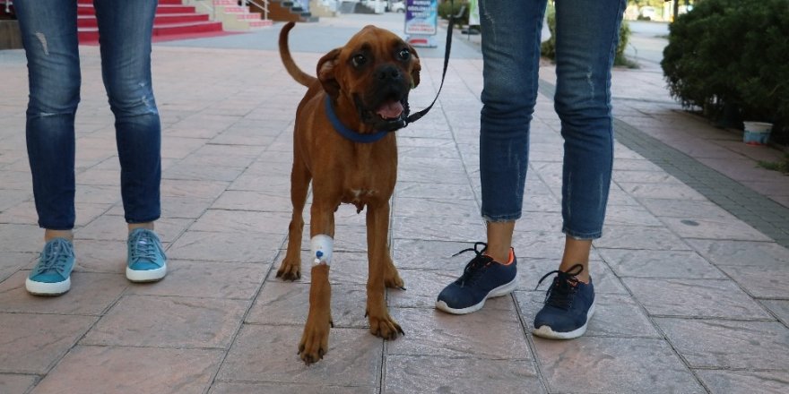 Zeyna’yı ‘Sevgi’ hayata yeniden bağladı