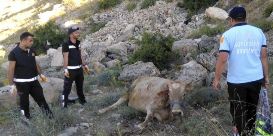 Mahsur kalan inek ve kedi, itfaiye ekipleri tarafından kurtarıldı