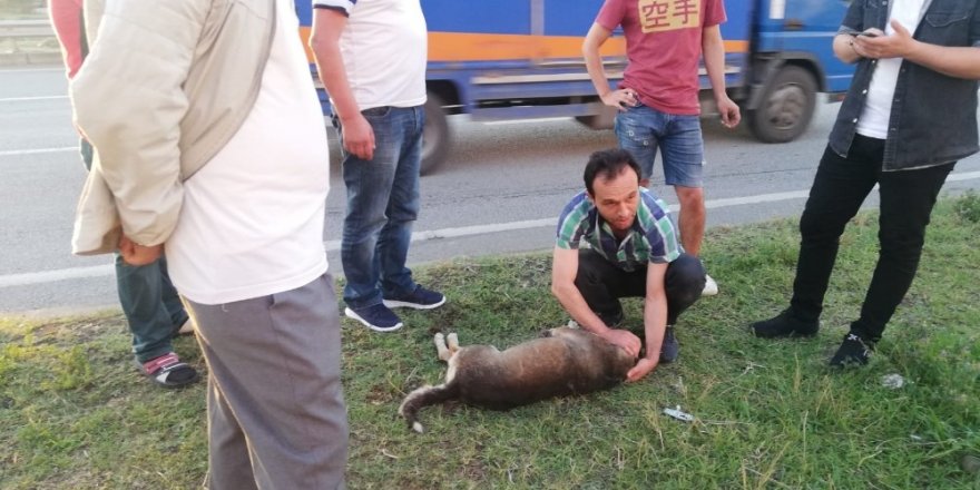 Çarptığı köpeği geri dönüp veterinere götürdü