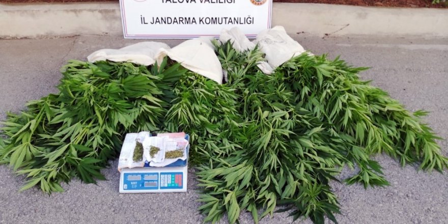Yalova’da 600 kök Hint keneviri ele geçirildi