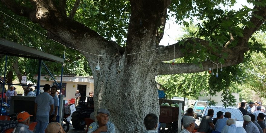 Üç asırlık çınar ağacının gölgesinde serinliyorlar