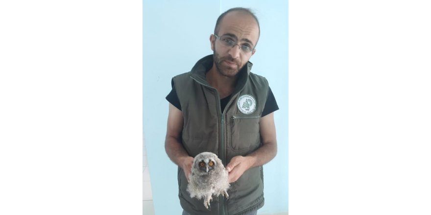 Yaralı kuşlar tedavi altına alındı