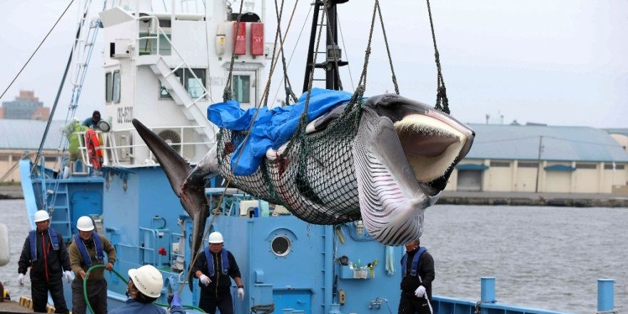 Japonya 31 yıl aradan sonra ticari balina avcılığına başladı