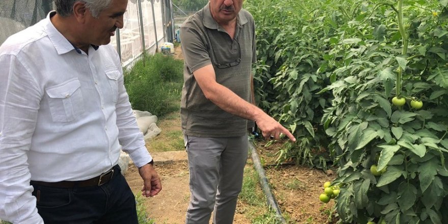 Erzincan Üzümlü’de kurulan seralar ürün vermeye başladı