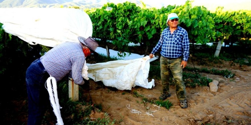 Sarıgöl’de üzüm bağları örtünmeye başladı